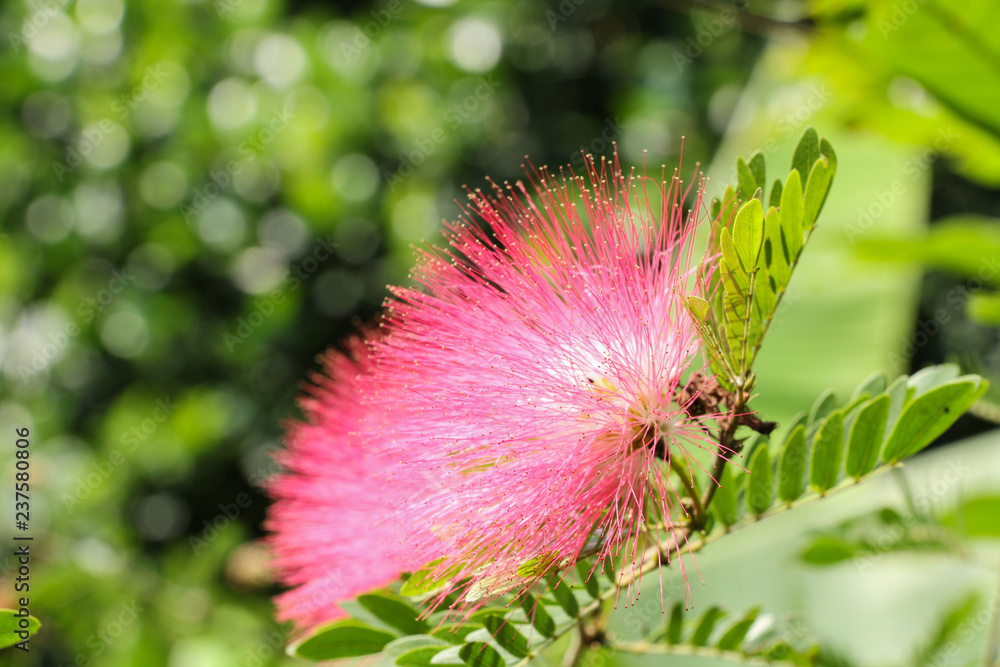 Fototapeta premium Pink red powder puff at garden