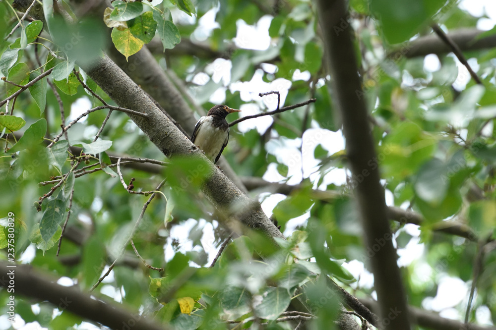 Fototapeta premium Asian pied - myan