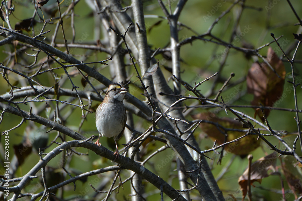 White Throated Sparrow White Throated Sparrow