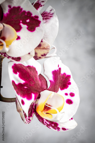 White and Purple Orchid Flower, macro view