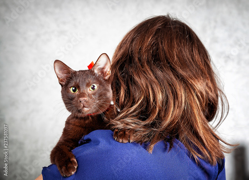 Schilderij op canvas Havana brown cat on woman shoulder view from the back