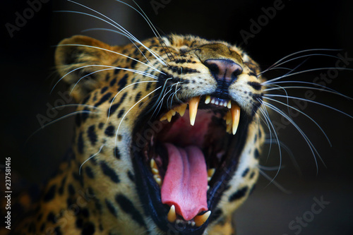 Portrait of Adult Female Leopard is roaring