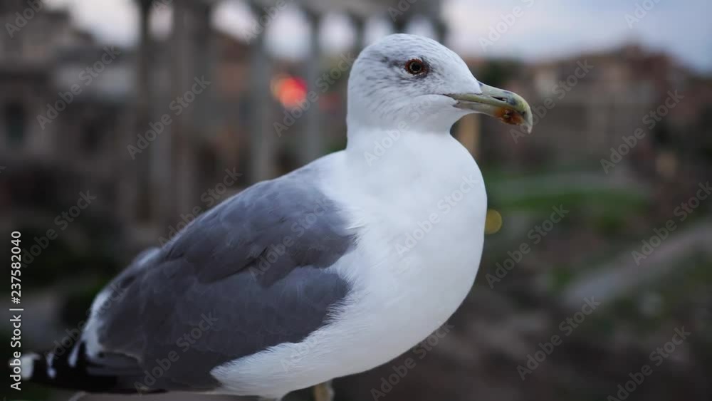 Seagull on the background of the Roman Forum. Rome, Italy. 4k Seagull on the background of the Roman Forum. Rome, Italy. 4k