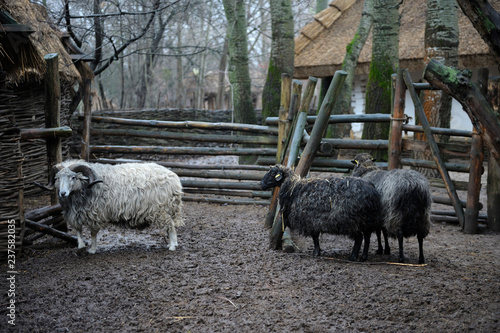 Sheep standing around in the Ukrainian traditional cattle pen
