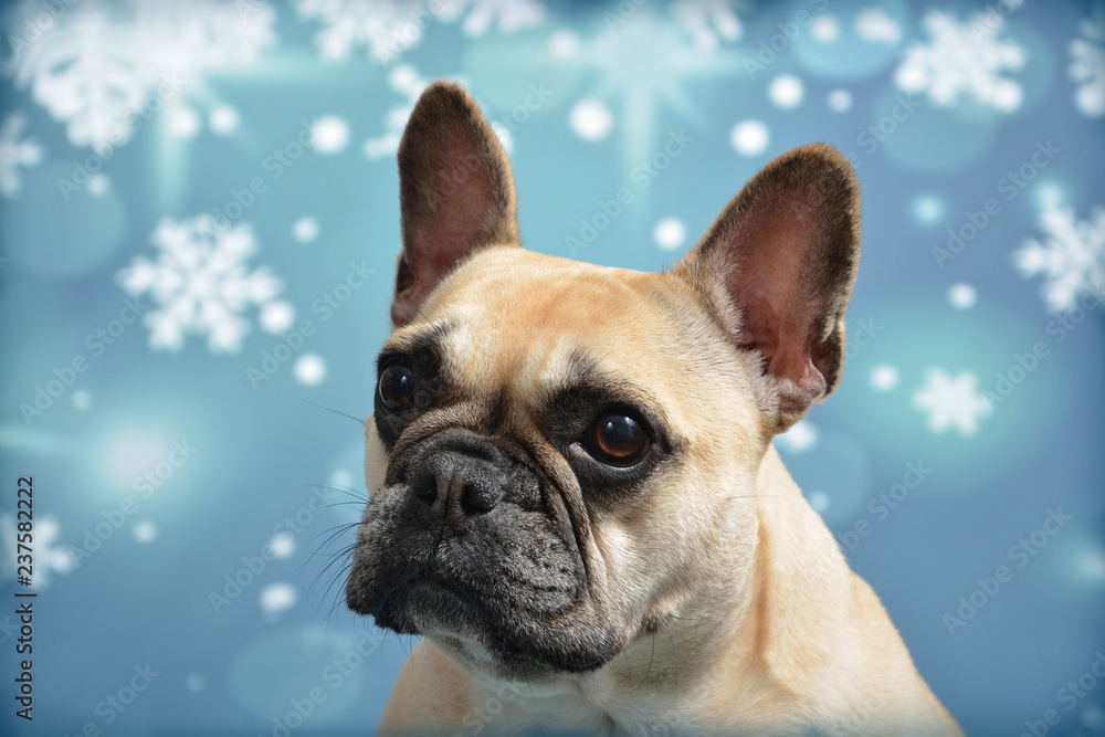 Staundende Französische Bulldogge zu Weihnachten