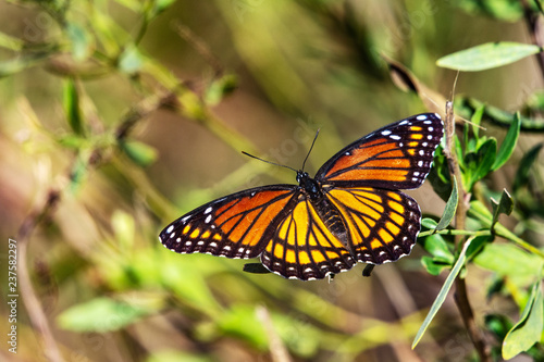 Viceroy Butterfly along the nature trail in Pearland! © Lawrence