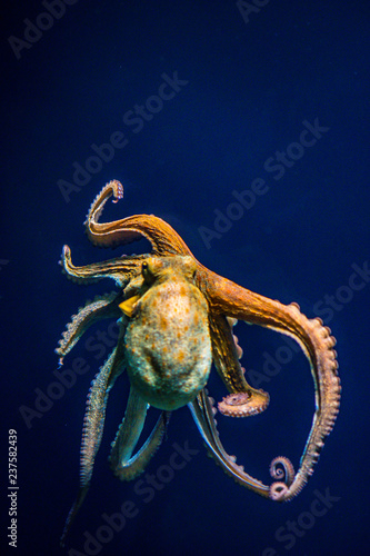 Photography life under water