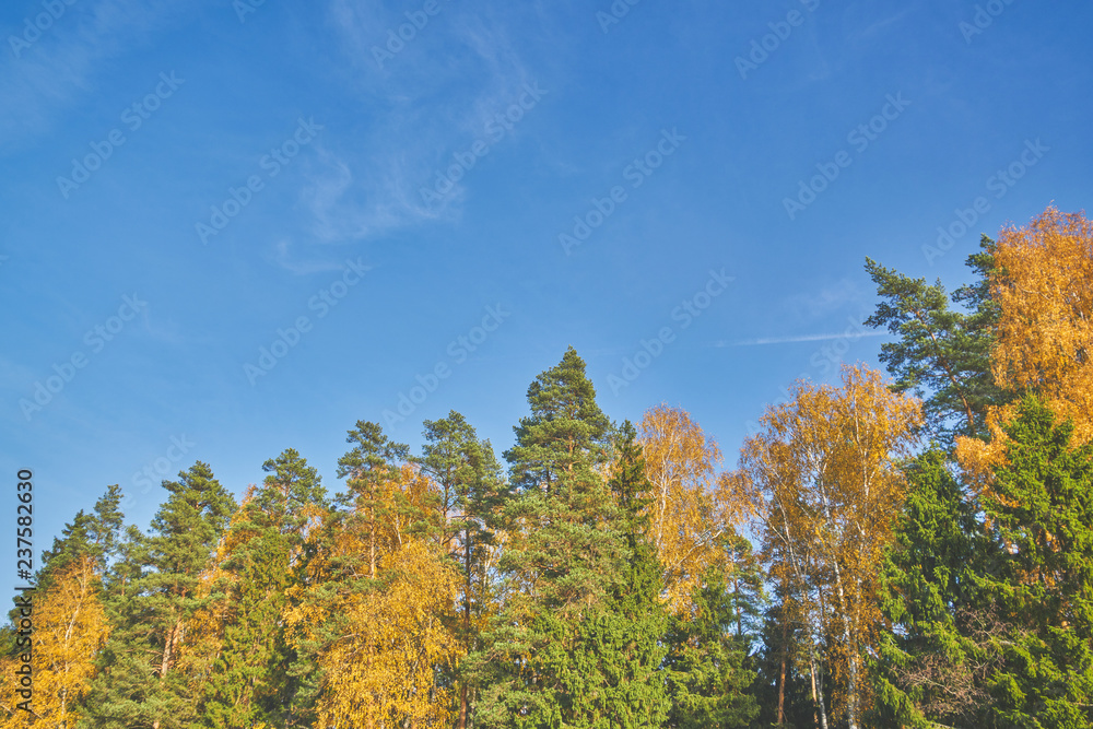 Autumn russian forest