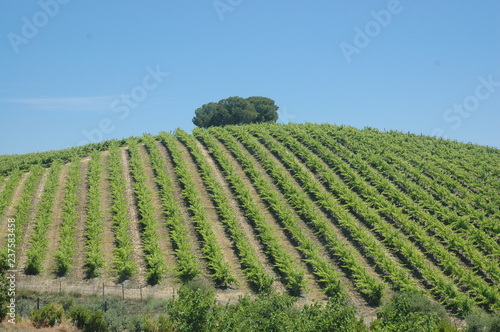 Vineyards in Portugal, Alentejo Region
