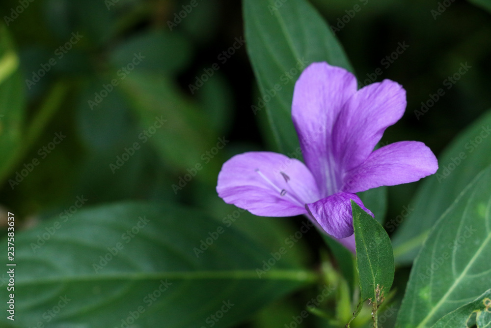 Philippine violet at garden Philippine violet at garden