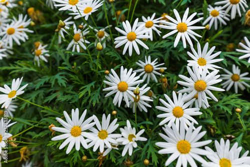 Chamomile flowers - floral background