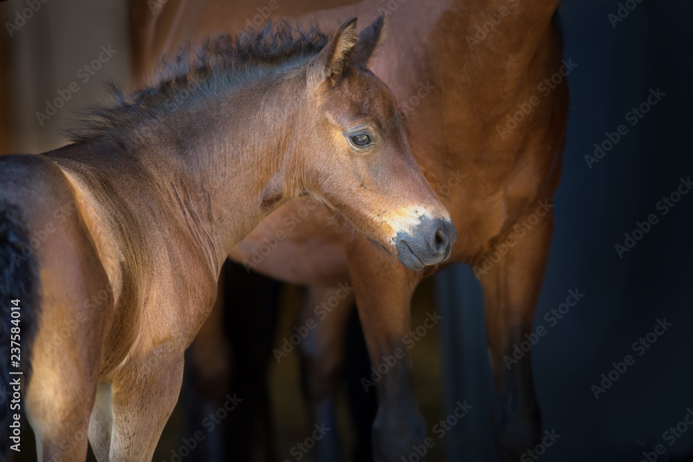 Obraz premium Bay ładny źrebię na ciemnym tle