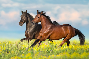 Foto auf Leinwand Pferde Zwei Buchtpferde laufen Galopp auf Blumenfeld mit blauem Himmel dahinter  © kwadrat70