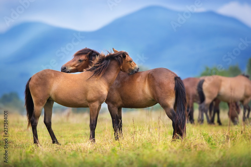 Horses on herd rest on spring pasture against mountain