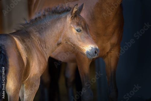 Fototapeta Naklejka Na Ścianę i Meble -  Bay cute foal on dark background