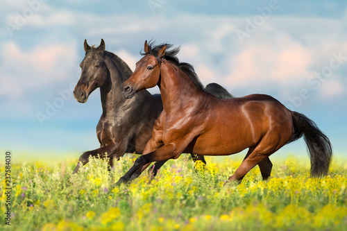 Two bay horse run gallop on flowers field with blue sky behind © kwadrat70