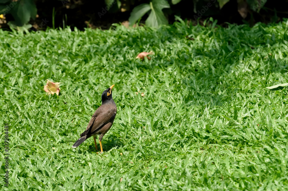 Fototapeta premium Common myna