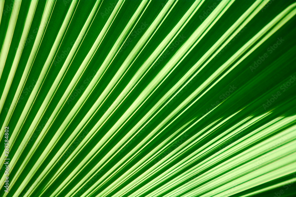 Lines and textures of Green Palm leaves Lines and textures of Green Palm leaves