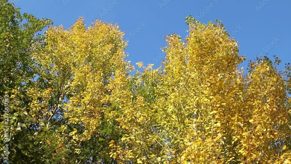 Autumn landscape. Golden trees in the autumn park.
Autumn landscape. Golden trees in the autumn park.