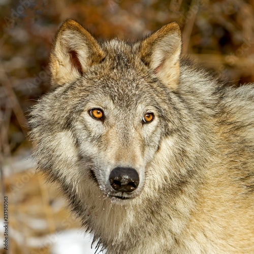 Portrait of a wolf 