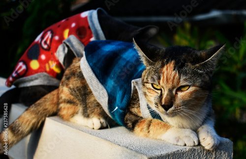 Multi-colored cat wearing a blue shirt and a black cat wearing a red shirt sitting on a wall in the garden.