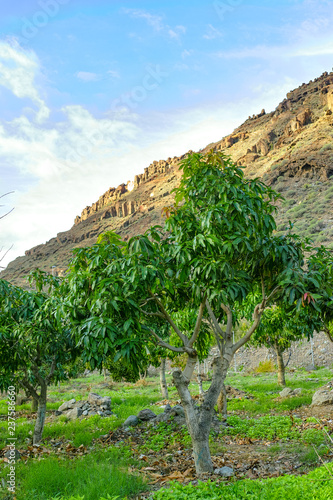 Tropical mango tree growing in orchard on Gran Canaria island, Spain. Cultivation of mango fruits on plantation.