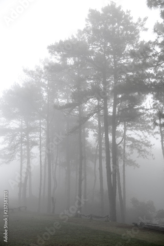 Fototapeta Naklejka Na Ścianę i Meble -  Trees with morning mist