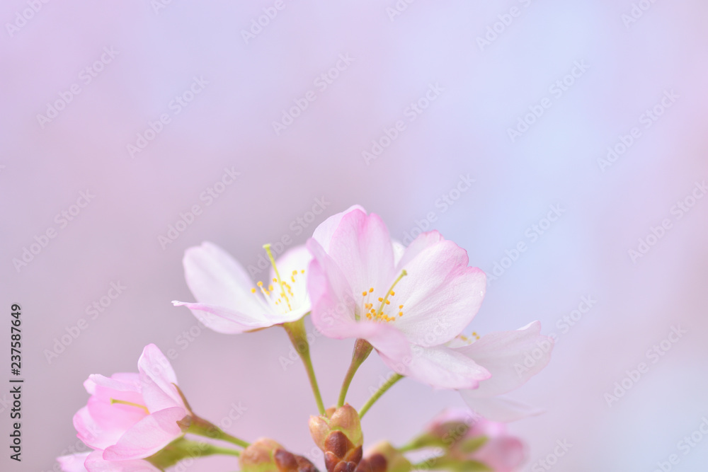 桜の花 桜の花
