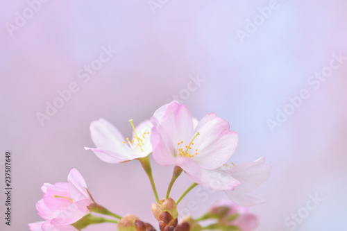桜の花 © kikisora