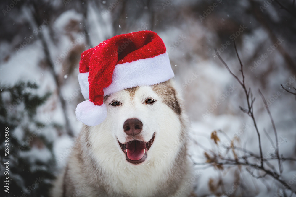 Close-up Portrait of happy Siberian Husky dog wearing santa claus hat in the winter forest on snow background