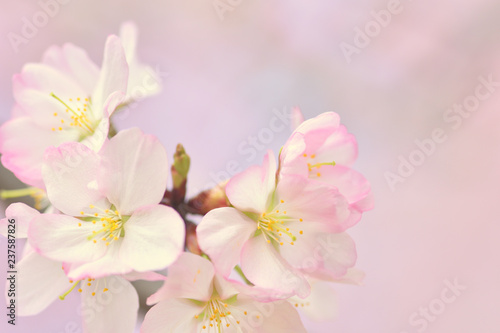 桜の花