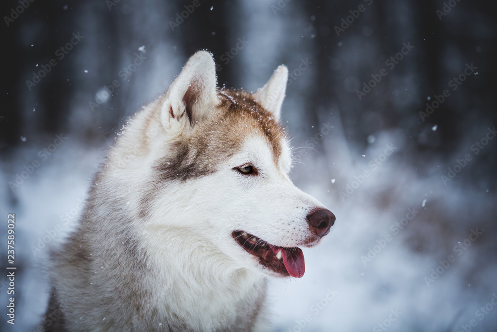 Profile Portrait of gorgeous and free Siberian Husky dog sitting on the snow in the mysterious forest in winter