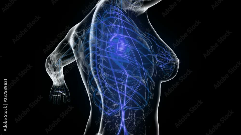 science anatomy scan of woman heart and blood vessels glowing science anatomy scan of woman heart and blood vessels glowing