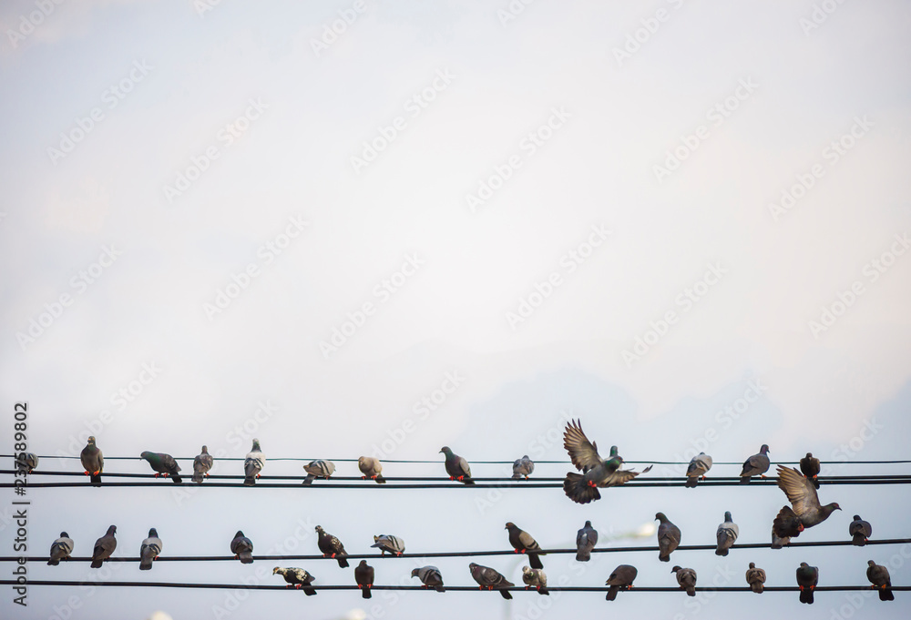 Many of the birds that live on high-voltage lines may be harmful Many of the birds that live on high-voltage lines may be harmful