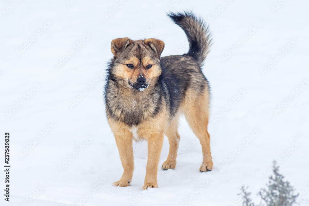 A small brown dog in the winter on the snow protects the farm_
