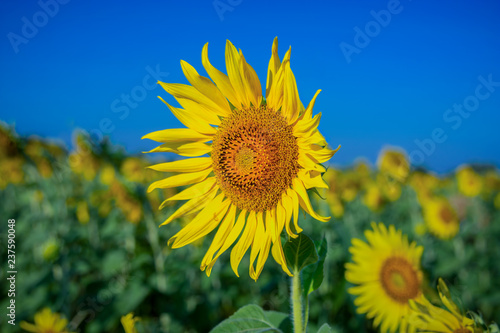 Sunflower in front of blue sky