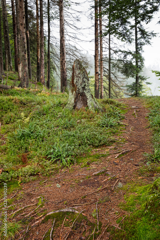 Tannenwald im Nebel, Allgäu, Allgäuer Alpen, Bayern, Deutschland, Europa Tannenwald im Nebel, Allgäu, Allgäuer Alpen, Bayern, Deutschland, Europa
