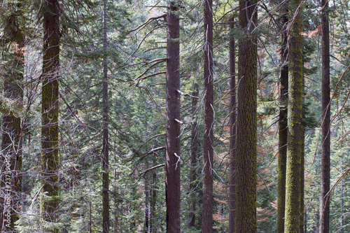 walk through the woods