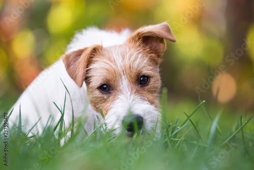 Funny white pet dog puppy sitting in the grass