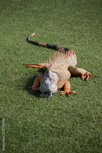 florida iguana