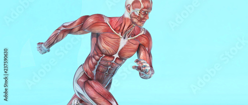 Fotografie, Obraz Male muscular system running.
