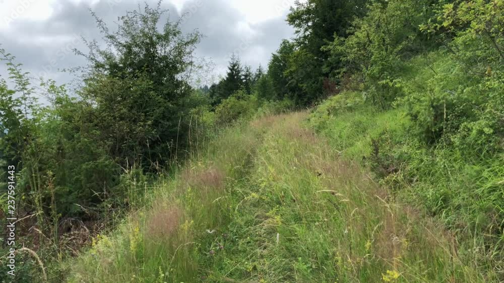 Wild nature of Serbia. The path is overgrown with tall green grass. Camera moving forward Wild nature of Serbia. The path is overgrown with tall green grass. Camera moving forward