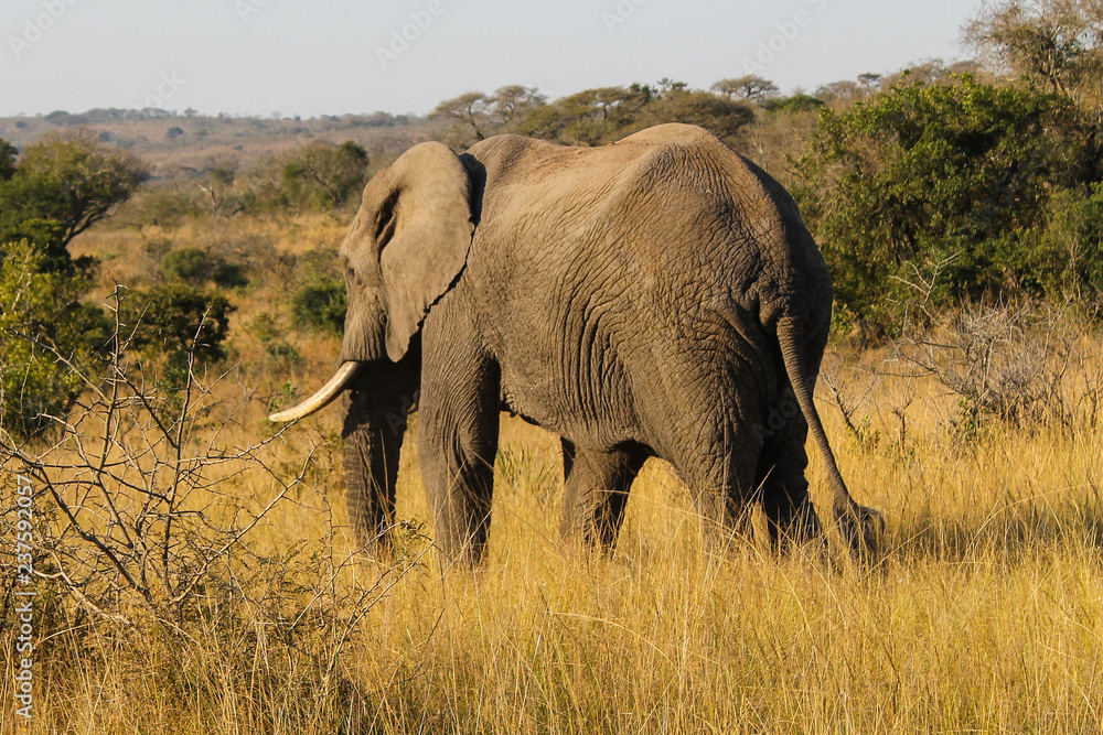 African Elephant in Plain
