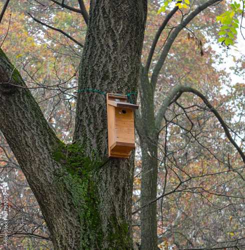 Wooden Tree House