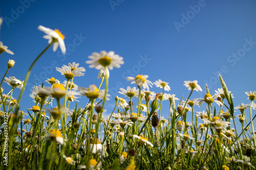Small spring daisies
