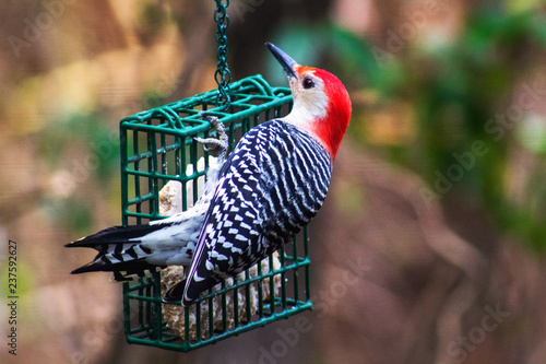 Red-bellied Woodpecker on suet feeder