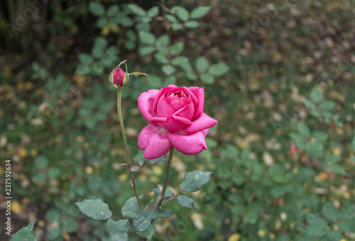 Pink Rose Flower