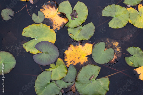 Water Lily Leaves