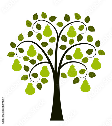 pear tree