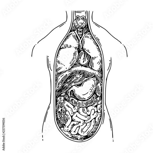 Anatomy. The structure of the human body. Internal human organs. Sketch. Engraving style. Vector illustration.